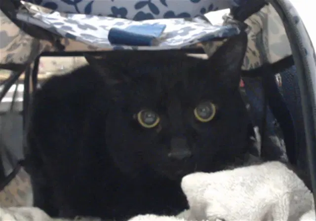 Viper - Domestic Long Hair