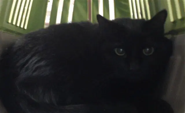 Vesper - Domestic Long Hair