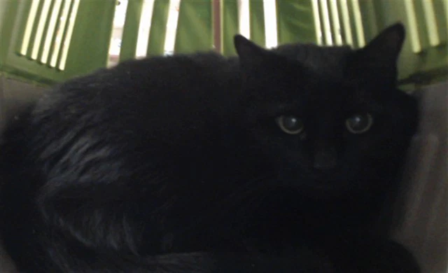 Vesper