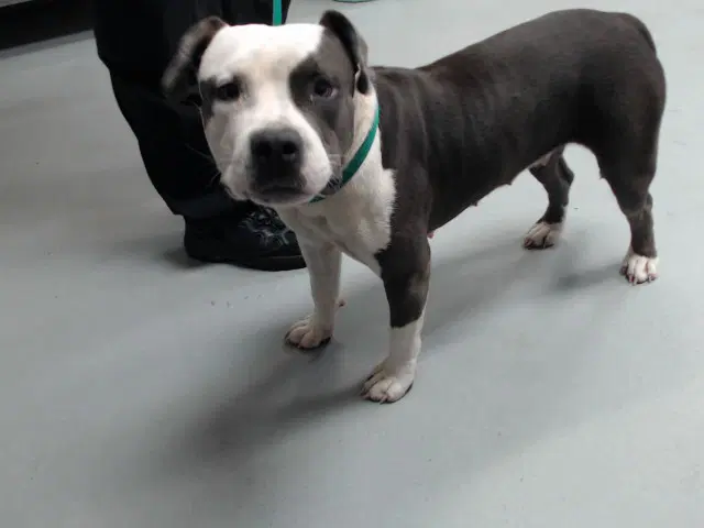Zari - Pit Bull Terrier