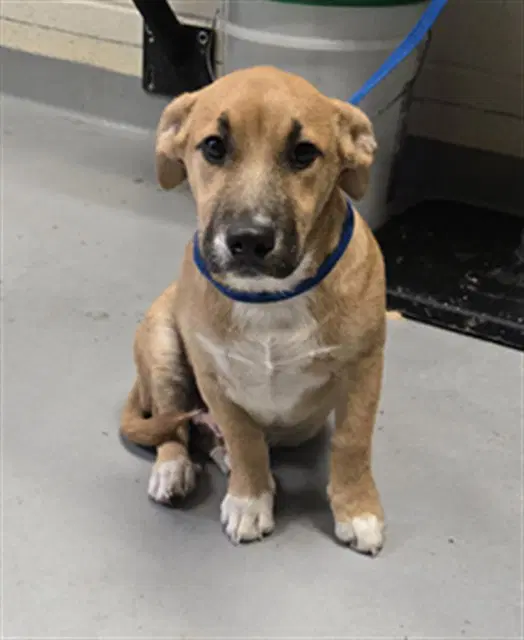 Unknown - Labrador Retriever