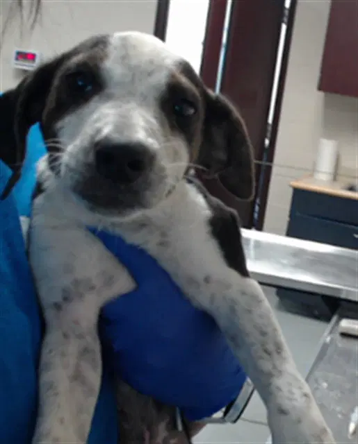 Mira - Treeing Walker Coonhound