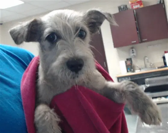 Annie - Miniature Schnauzer