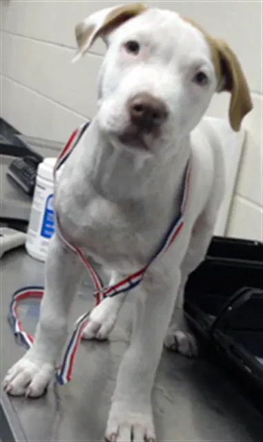 Unknown - American Bulldog