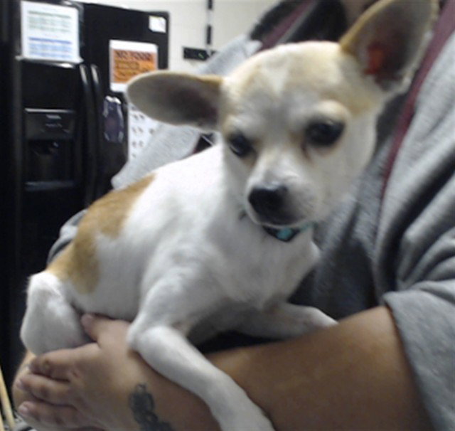PEANUT