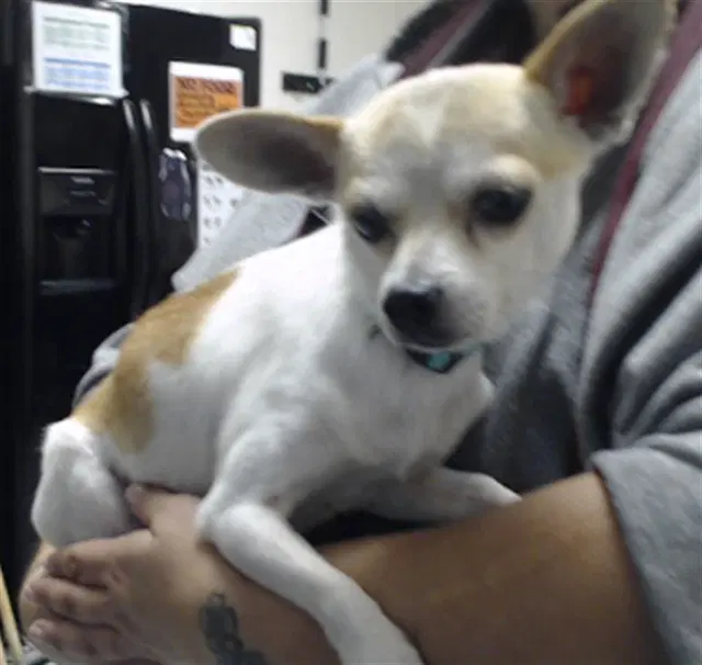Peanut image 1
