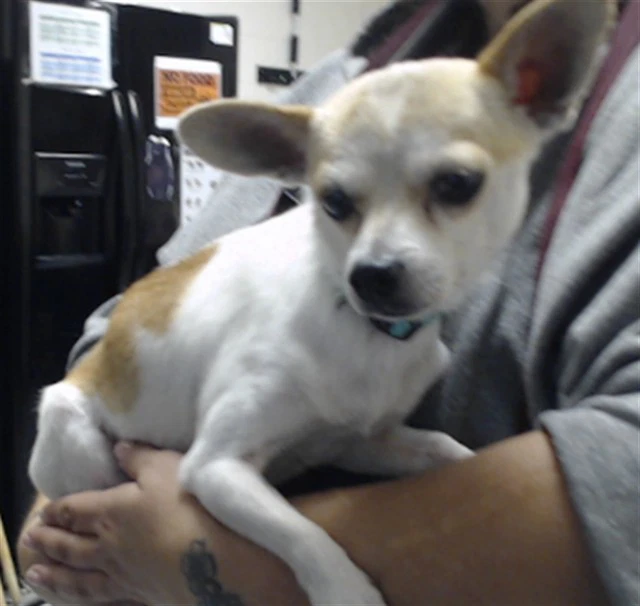 Peanut
