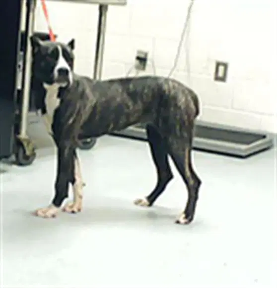 Unknown - Pit Bull Terrier