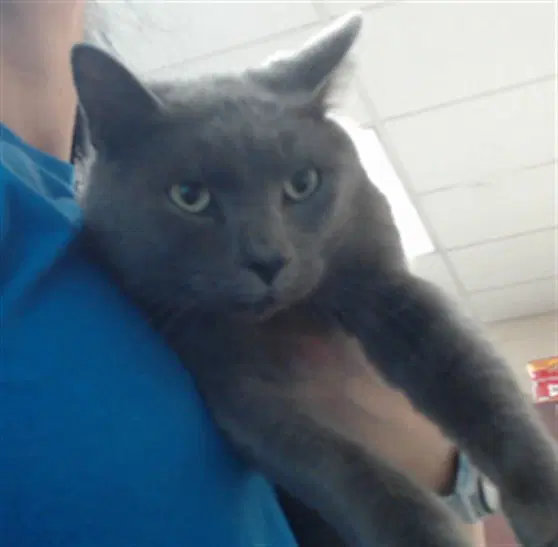 Unknown - Domestic Short Hair