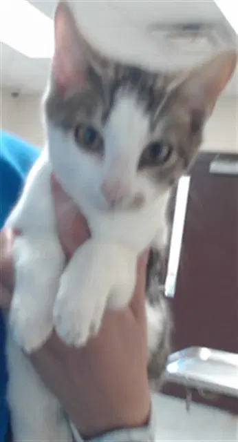 Barnaby - Domestic Short Hair