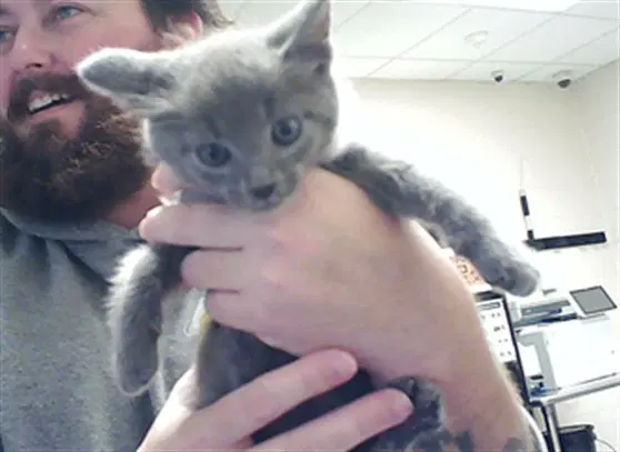 Beans - Domestic Short Hair