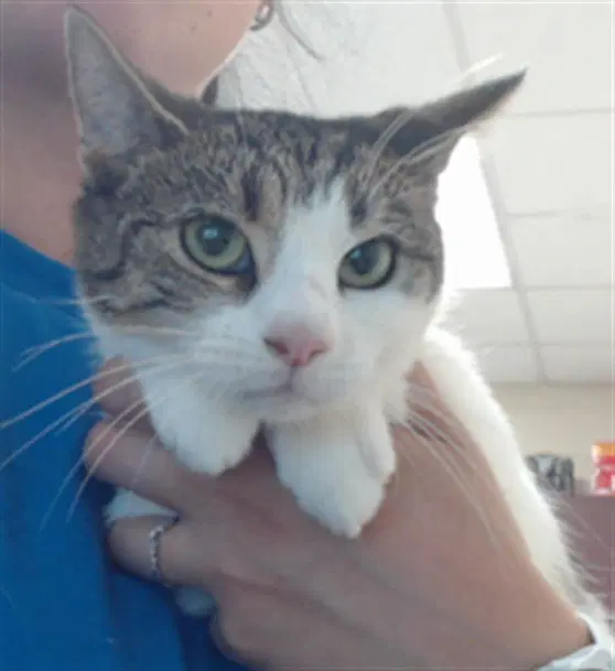 Unknown - Domestic Short Hair