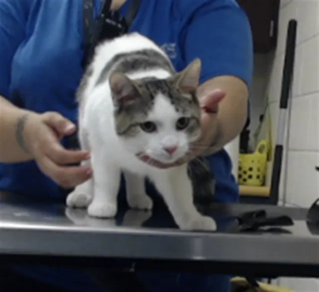 Moses - Domestic Short Hair