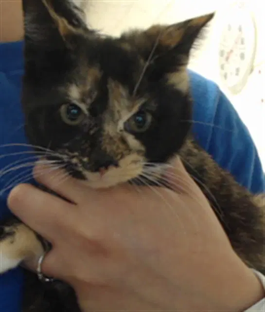 Unknown - Domestic Short Hair