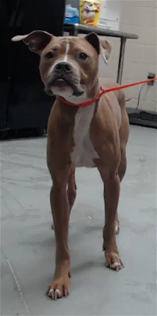 Rowan - American Staffordshire Terrier