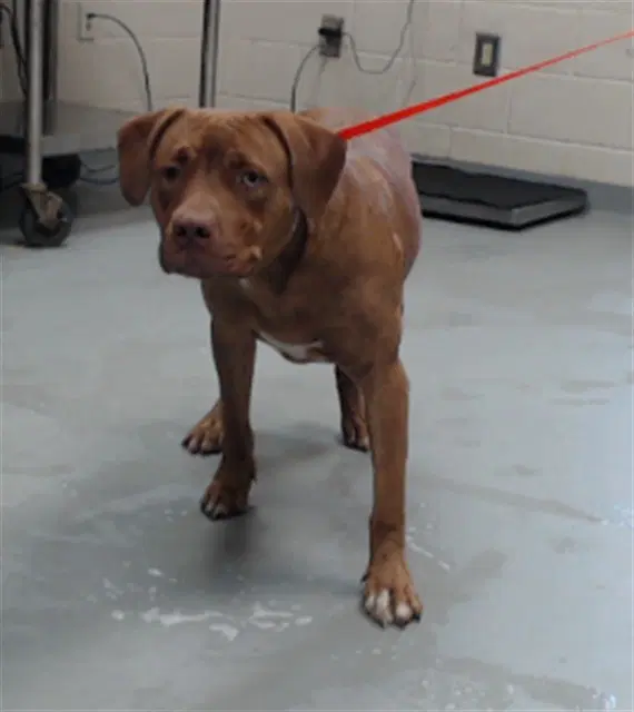 Baby Fox - Pit Bull Terrier