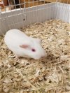 adoptable Guinea Pig in , CO named MAYO