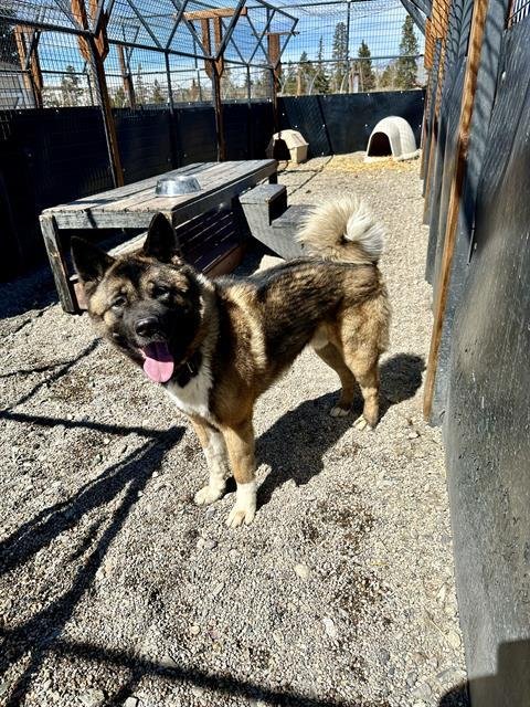 adoptable Dog in Frisco, CO named KUZCO