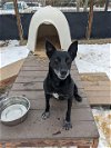 adoptable Dog in , CO named RECON
