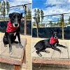 adoptable Dog in frisco, CO named RECON