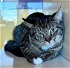 adoptable Cat in , CO named MAIZE