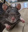adoptable Rat in frisco, CO named SAMMIE