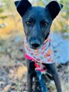 adoptable Dog in frisco, CO named SHELBY