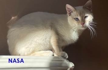 adoptable Cat in Frisco, CO named NASA