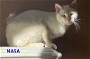adoptable Cat in , CO named NASA