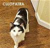 adoptable Cat in  named CLEOPATRA