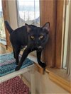 adoptable Cat in frisco, CO named ODEN