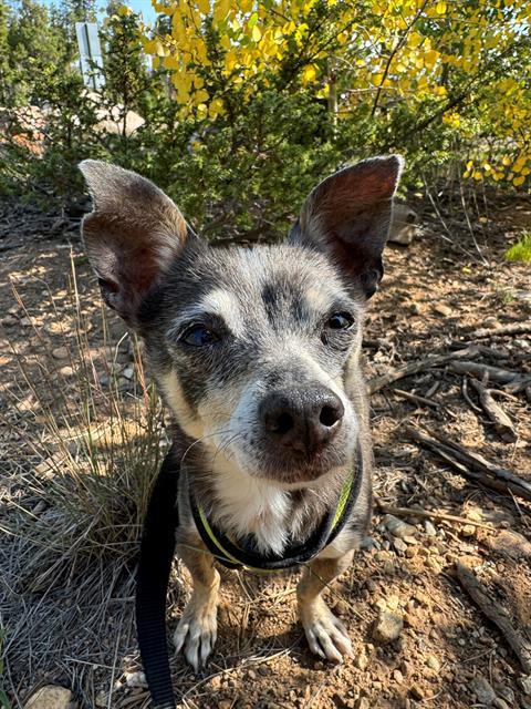 adoptable Dog in Frisco, CO named MOZART