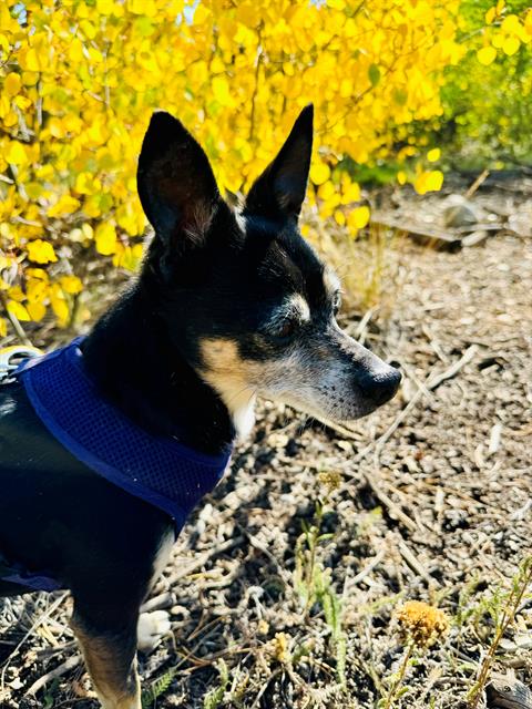 adoptable Dog in Frisco, CO named BACH