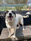 adoptable Dog in Frisco, CO named BELLA