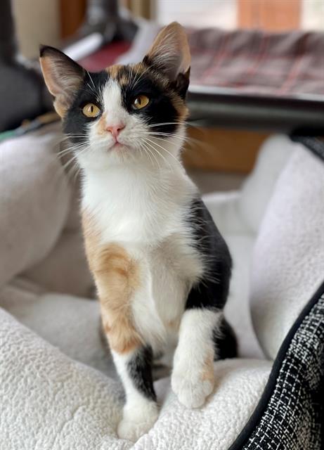 adoptable Cat in Frisco, CO named APRICOT