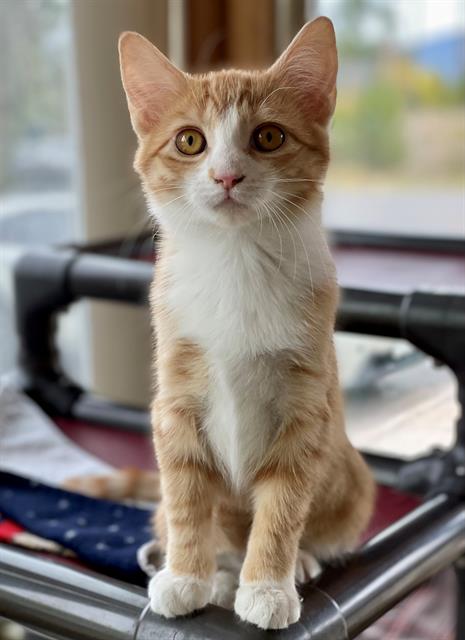 adoptable Cat in Frisco, CO named RUBY