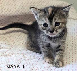 adoptable Cat in Frisco, CO named KIANA