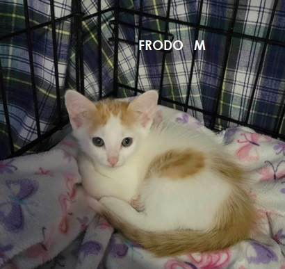 adoptable Cat in Frisco, CO named FRODO