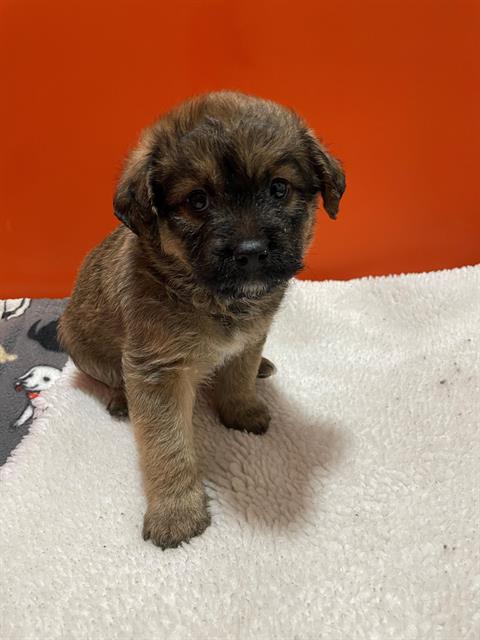 adoptable Dog in Frisco, CO named JUNIPER