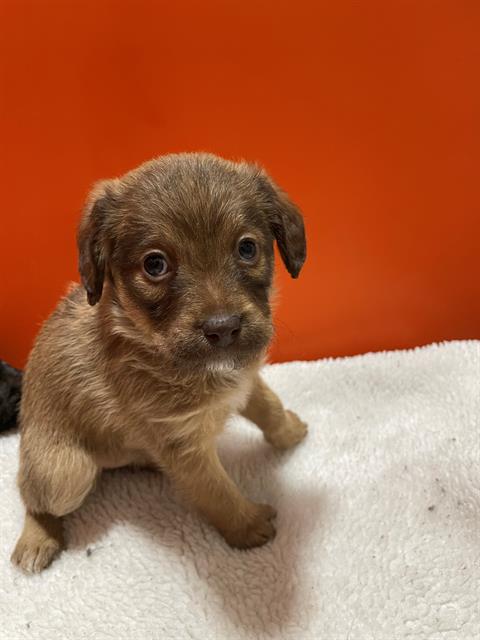 adoptable Dog in Frisco, CO named BALSAM