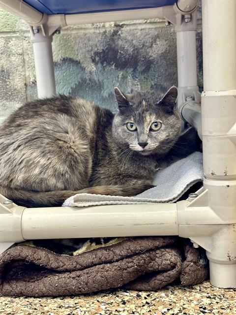 adoptable Cat in Frisco, CO named OMELETTE