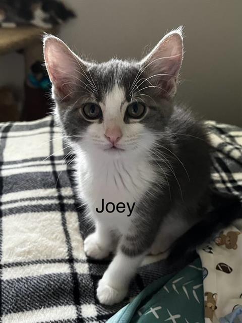 adoptable Cat in Frisco, CO named JOEY