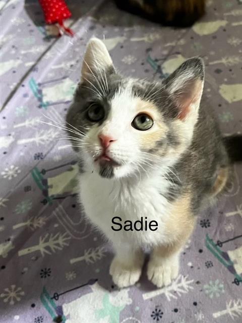 adoptable Cat in Frisco, CO named SADIE