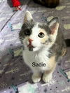 adoptable Cat in , CO named SADIE