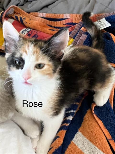 adoptable Cat in Frisco, CO named ROSE