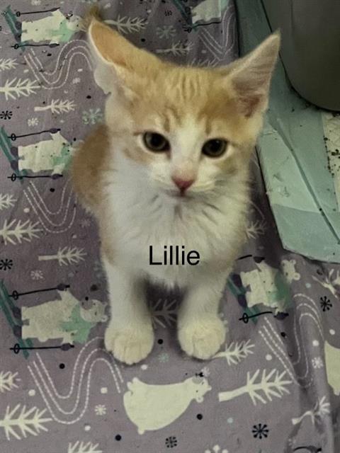 adoptable Cat in Frisco, CO named LILLIE