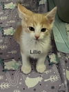 adoptable Cat in , CO named LILLIE