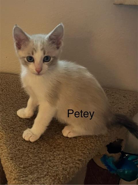 adoptable Cat in Frisco, CO named PETEY