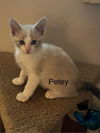 adoptable Cat in , CO named PETEY