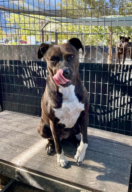 adoptable Dog in Frisco, CO named NELLIE